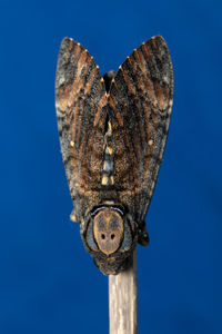 Close-up of butterfly on blue sky