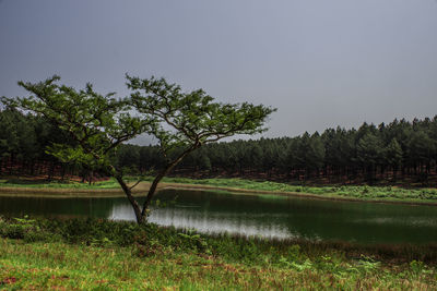 Trees by lake against sky