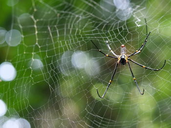 Spider in web