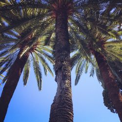 Low angle view of palm trees