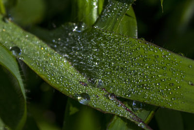 Close-up of water drops on spider web