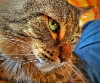 Close-up of cat