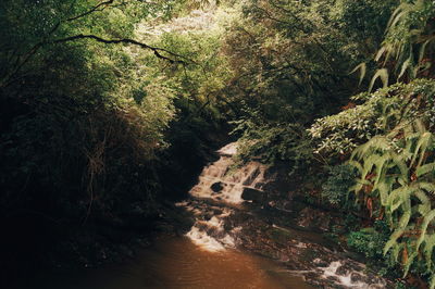 Scenic view of river amidst trees in forest