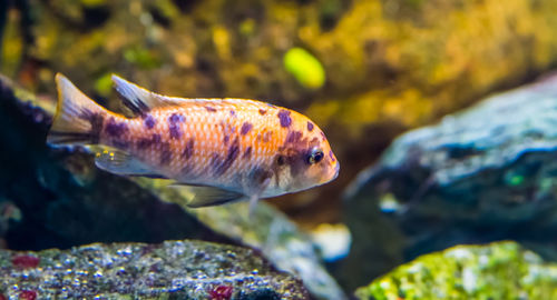 Fish swimming in sea