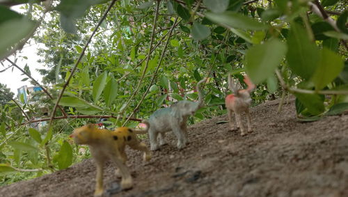 Sheep in a farm