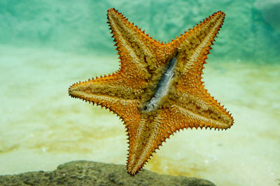 Close-up of starfish in sea