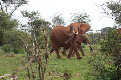 Elephant on field against clear sky