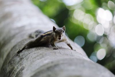 Portrait of squirrel