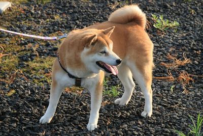 High angle view of akita standing on field