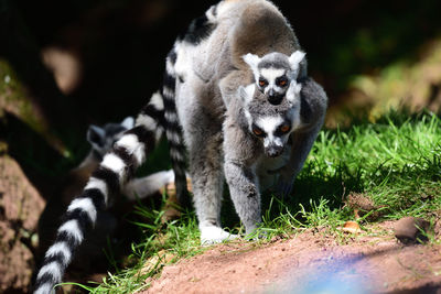 Portrait of a ring tailed lemur with a baby on its back 