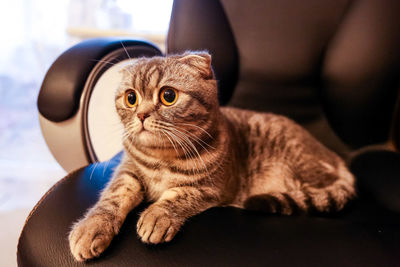 Close-up of a cat looking away
