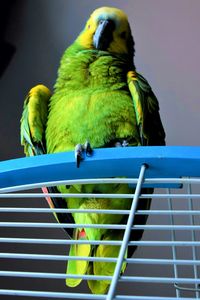 Low angle view of bird perching in cage