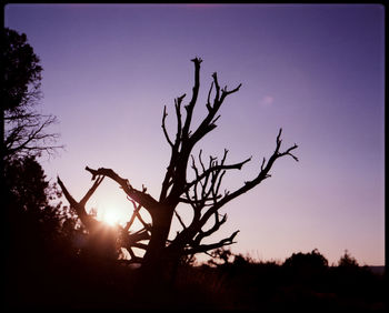 Silhouette bare tree against clear sky at sunset