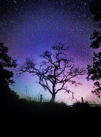 Low angle view of silhouette trees against sky at night