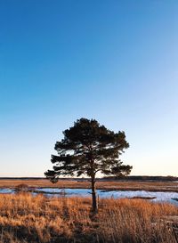 Trees on field against clear blue sky