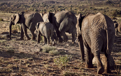 Herd of elephants walking away and showing their butts 