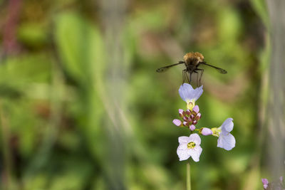 Close-up of butterfly pollinating on purple flower