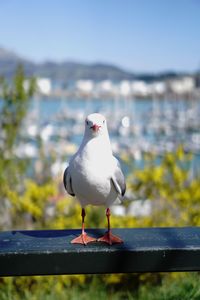 Close-up of seagull perching on railing