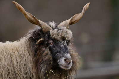 Close-up of goat