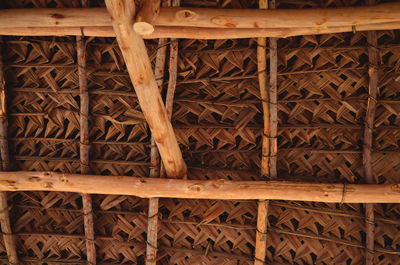 Close-up of lizard on wood