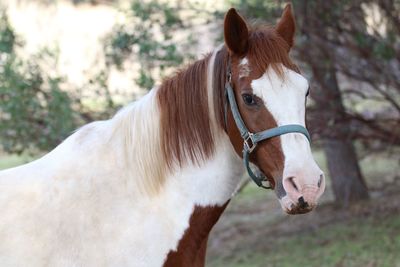 Horse in ranch