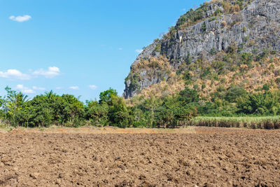 Trees growing on field against sky