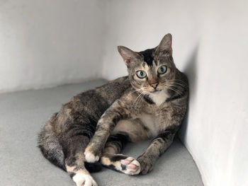 Portrait of cat sitting on floor