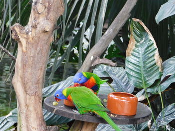 View of parrot perching on tree