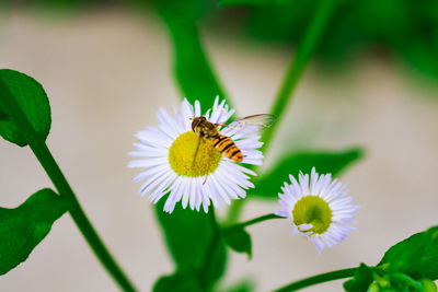 Close-up of butterfly pollinating on flower