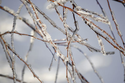 Close-up of frozen plant during winter