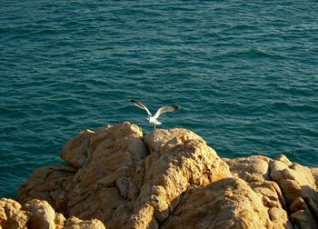 Seagull flying over rocks by sea