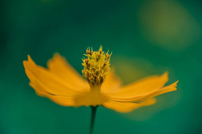 Close-up of yellow flower against white background