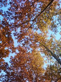 Low angle view of trees against sky