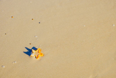 High angle view of yellow toy on beach