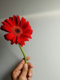 Close-up of hand holding red flower against white background