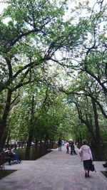 People walking on road amidst trees
