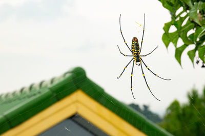 Close-up of spider