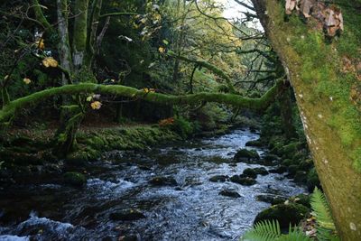 River flowing through forest