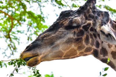 Low angle view of giraffe