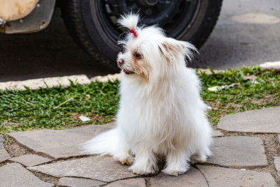 Close-up of dog standing on footpath