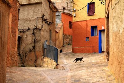 View of a dog in alley