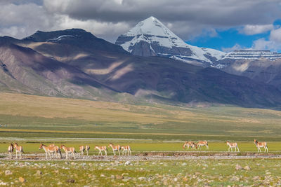 Tibet kailash mountain view china the kiang is the largest of the wild asses