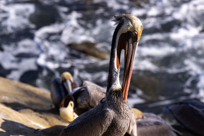 Close-up of bird in lake