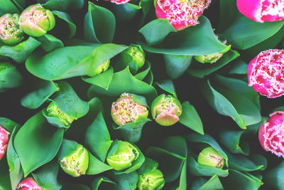 Top view of tulips background, toned picture