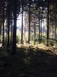 Trees in forest