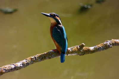 Close-up of bird perching on a tree