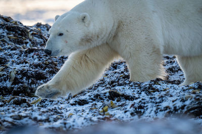 Close-up of polar bear crossing snowy rocks