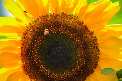 Close-up of sunflower