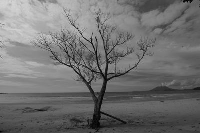 Bare tree on beach against sky