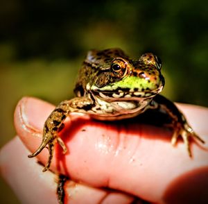 Close-up of a lizard on a hand